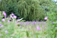 purple flowers small